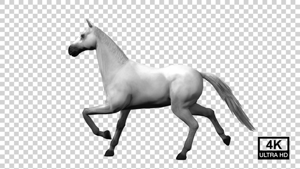 Horse Galloping To Stop Side View