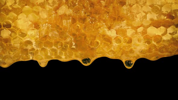 Honey Dripping From Honeycomb On Black