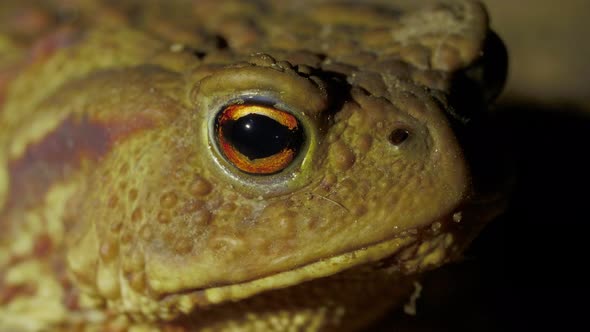 Portrait Head of Big Green Toad on the Ground in the Forest at Night