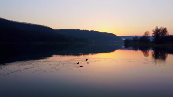 Geese Swimming on a Lake or River at Sunset on a Beautiful Natural Landscape