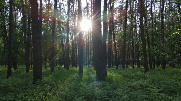 Summer Forest with Pine Trees Slow Motion