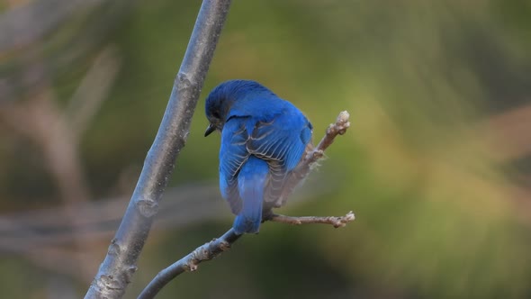 Blue Bird in closeup, stationary advice, poetic of a birds in blurred background