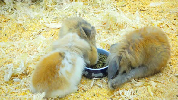 Small Rabbits Eat and Have Fun in the Paddock