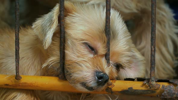 lonely dog in cage