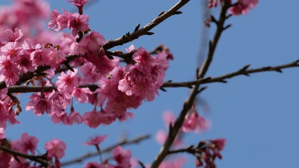 Sakura Cherry Blossom