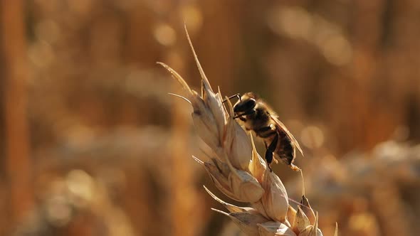 A honey bee sits on a ripe ear of wheat. Pollination. A field of ears of corn.