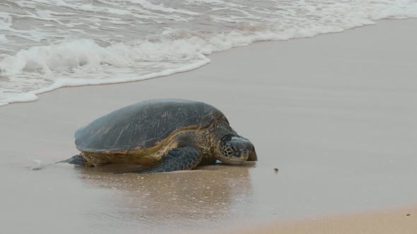 Turtles on the Beach