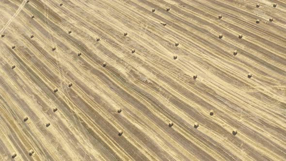 Field Of Wheat With Rolls Of Hay Bales 4K Aerial Footage