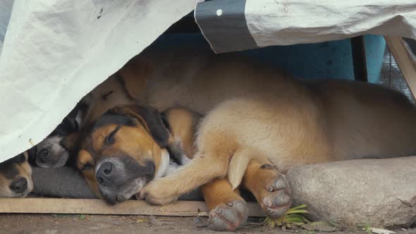 Multiple Dogs Sleeping in a Small Dirty Shelter in a Refugee Camp.