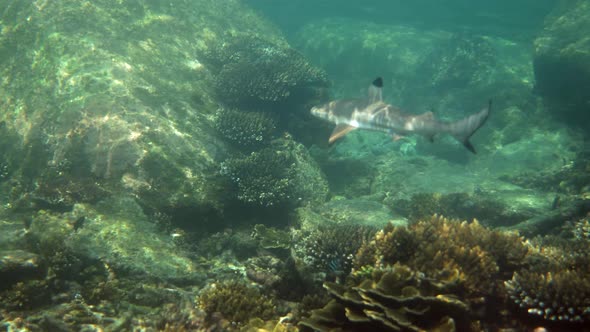 Tropical Seascape Coastline with Blacktip Reef Shark Underwater