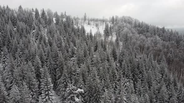 Winter forest. Aerial view of winter forest