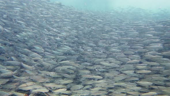 Shoal of Sardines in the Sea. Bohol, Philippines.