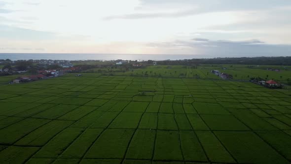 Fly Over Rice Fields in Bali