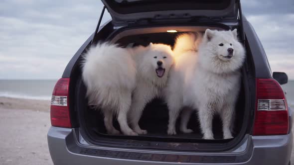 One Cute Samoyed Dog is Sitting in the Car Trunk While Another One is Jumping Inside and Barking