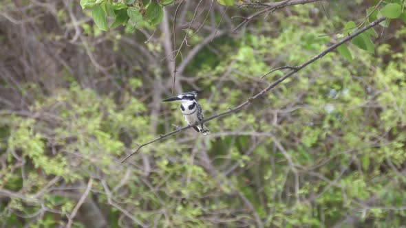 Pied kingfisher on a branch at Bao Bolong Wetland Reserve