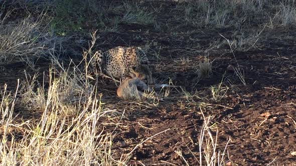 A female cheetah, Acinonyx jubatus feeds on a nyala antelope a winters day at the Zimanga game reser