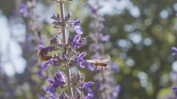 Super slow motion of a honey bee drinking nectar from a purple flower