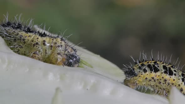 Caterpillars on Cabbage Macro