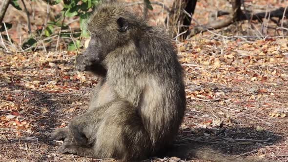 baboon eats while sitting