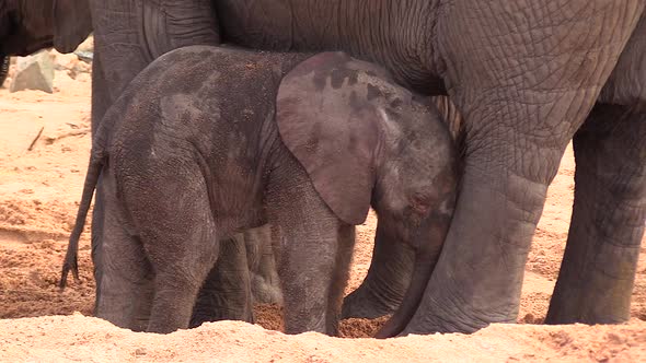 A very young elephant calf bumps into its mothers legs in a display of solicit-suckling to get her a