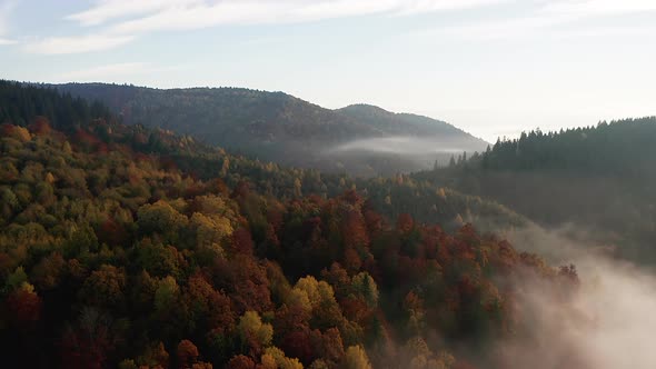 Aerial ascending shot over autumn mountain forest and wispy morning fog