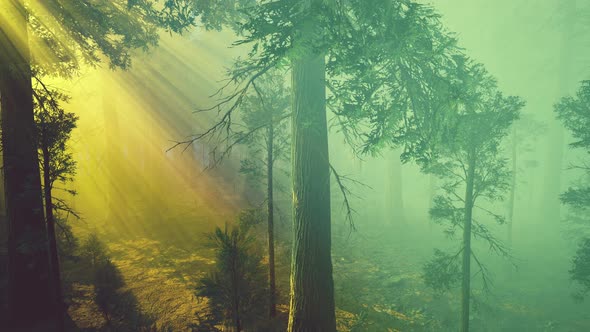 Morning Fog in the Giant Sequoias Forest