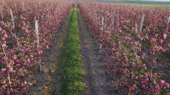 Rows of an Apple Farm Where Apple Trees are Grown