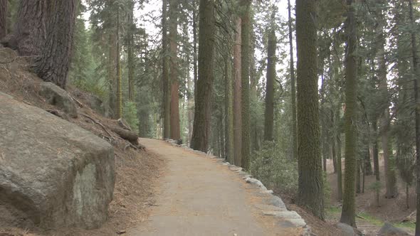 A trail in a forest