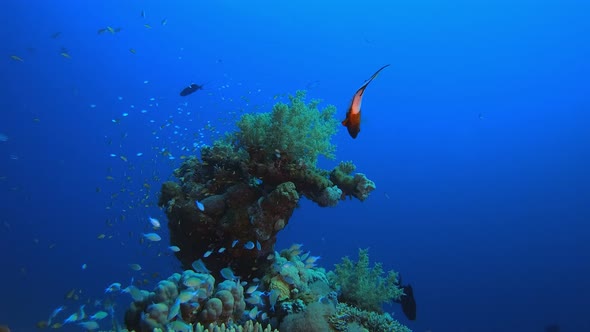 Reef Coral Tropical Garden