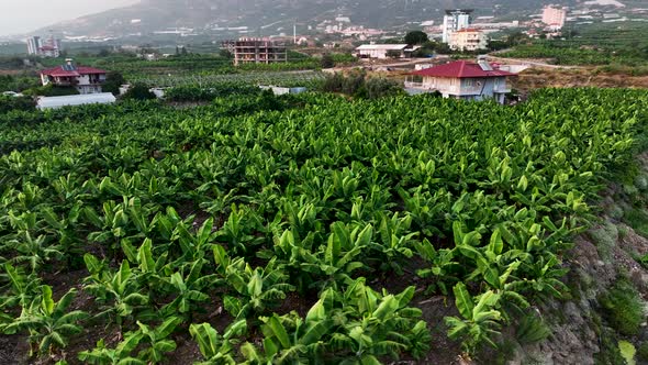 Texture of the banana plantation aerial view Turkey Alanya 4 K