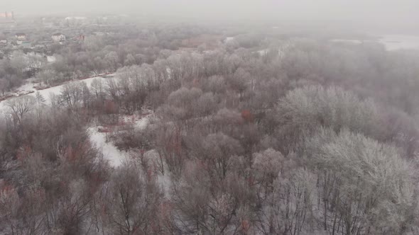 Frozen Forest