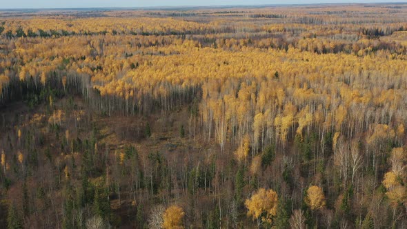 Drone Flight Over Beautiful Deciduous and Coniferous Fall Tree Forest. Autumn in Russia