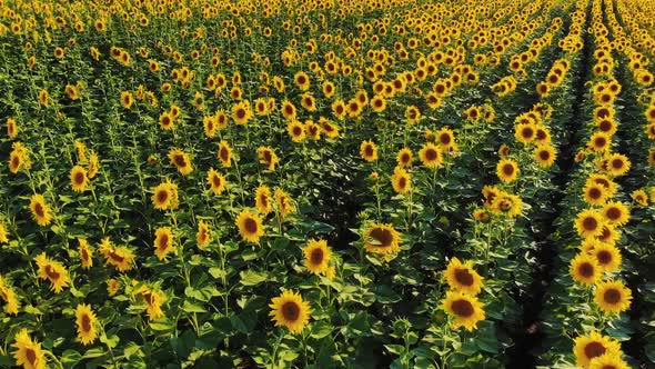 Flying Above Field of Sunflowers