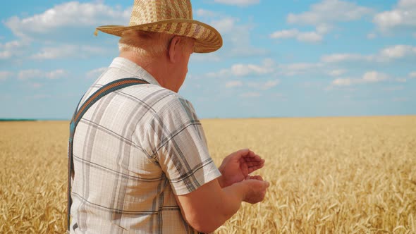 Mature Farmer Man Standing in a Wheat Field During Harvesting, He Controls the Harvesting Process