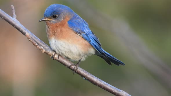 close up view on a beautiful Eastern Bluebird, Sialia sialis, North American migratory bird