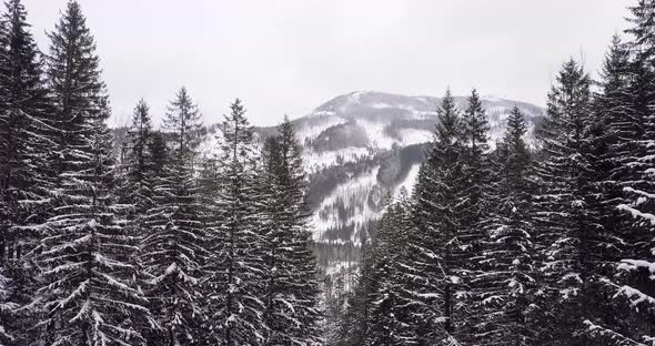 Aerial: Winter forest in Tatras mountains