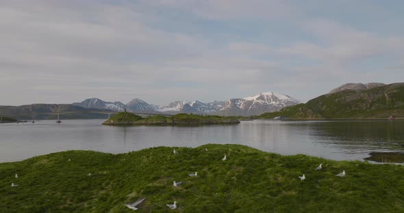 Nesting seagulls on lush green island, northern Norway.