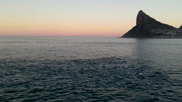 Aerial view of dolphins swimming in the ocean, Cape Town, South Africa.