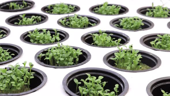 Fresh arugula leaves, close up. Lettuce salad plant, hydroponic vegetable leaves. Organic food