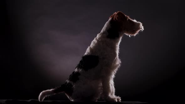 Spotted Fox Terrier Sits on a Gray Black Gradient Background in the Studio and Looks in Front of Him