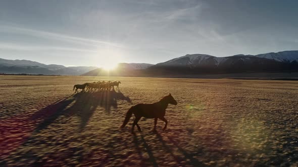 Horses Running Free in Meadow with Snow Capped Mountain