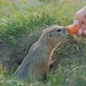 The Gopher Crawls Out of the Hole and Grabs the Carrot From the Woman's Hands - VideoHive Item for Sale