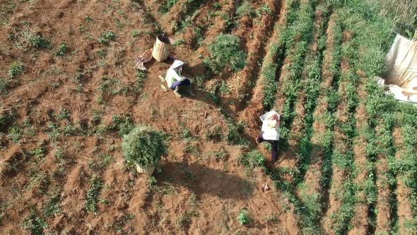 Aerial Clip of Indonesian Farmers Farming on Cultivated Farm Field
