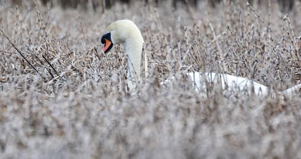 Wild bird mute swan (Cygnus olor)