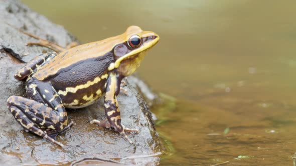 A Fungoid Frog male sits on the edge of the water during the monsoon season in the Western Ghats of