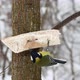 Great tit pecking at lard - VideoHive Item for Sale