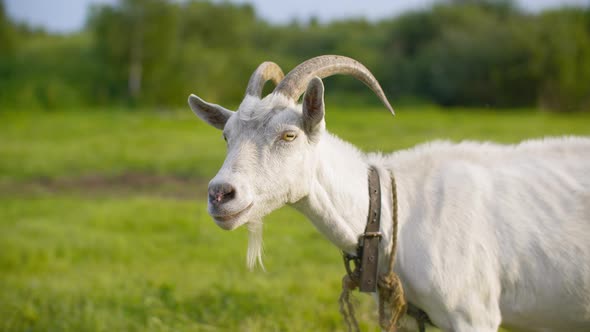 Beautiful White Nanny Goat Standing on Green Field