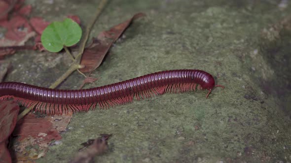 Asian Giant Millipede, Asian Red Millipede crawling on dry leaves, mossy rock at tropical rainforest