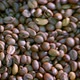 Cooling coffee beans after roasting (close-up) - VideoHive Item for Sale