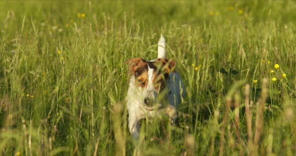 Dog Breed Jack Russell Walk on the Grass in the Park in the Rays of the Sun